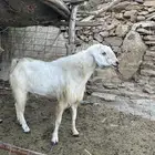 تيس فحل