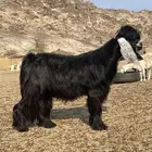 تيس عارضي رباع