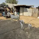 عنز مشروكه تحتها 3
