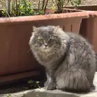 قط ذكر لطيف ومعقم