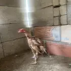 ديك للبيع