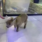 ماعز قزم امريكي