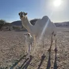 خلفة وضحا تحتها قعود