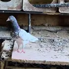 حمام باكستاني البيع مستعجل