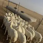 بهم تربية ( تم البيع )