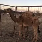 بكار مفريد 2 للبيع