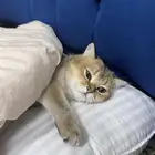 قط سكوتش فولد قولدن