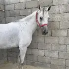 حصان شعبي