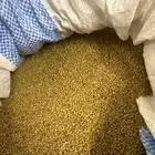 بذر برسيم بلدي شرط