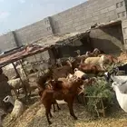 غنم دهم محايل عسير