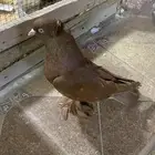 جوز حمام عراقي