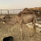 بكره مفروده للبيع ابوها خوار