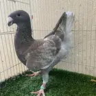 طبة هومر مستوى طيب ( تم البيع )
