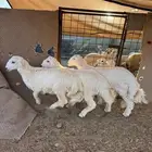 وصول ذبايح بريه حري ونجدي يوجد سلخ وتوصيل