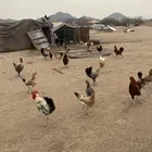 دجاج بلدي مشرط الصحة