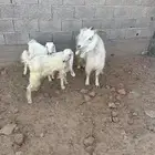 عنز متبع بجفرتين