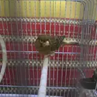 للبيع كناري ذكر أنثى تغريد