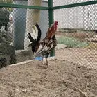 ديوك مستوى طيب