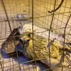 باشك طرح اليوم