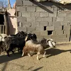 4 معزا حوال وسط