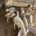 للبيع ثلاثه فران وسبع رخيل