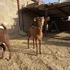 تيوس بلدي دهم