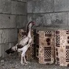 دجاجة شامو ياباني