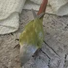 ببغاء كنيور