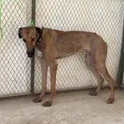 سلوقي للبيع
