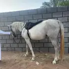 فرس شعبيه معها مهره