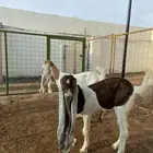 تيس وجفرتين هولندية صنف