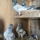 كمنقر