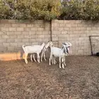 للبيع معزاء اشباب دفيع