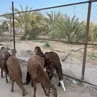 سواكن جذعان مرابي