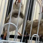 طيور زيبراء هولندي مكس انقليزي