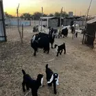 للبيع عنز معه اثنين تيوس سنه سدس للبيع عنزه معه تيس