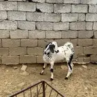 تيس شحم مخصي