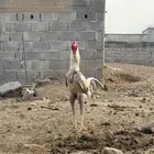 ديك باكستاني