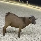 ماعز قزم