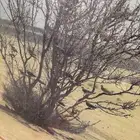 لوحة قميري