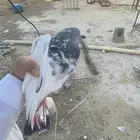 حمامه باكستانيه