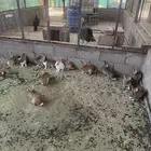 ارانب للبيع المجمعه
