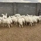 رخال رقم 1