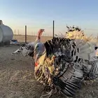 رومي