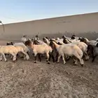 جذعات أنعيم طيبه ( تم البييع )