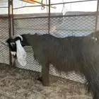 عنز