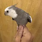 ذكر كروان هولندي