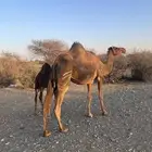 ناقه حمرا دم