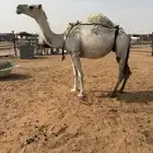 لقحه لها سبع شهور على بعارين هيف