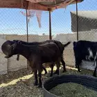 3 معزا شاميات صنف